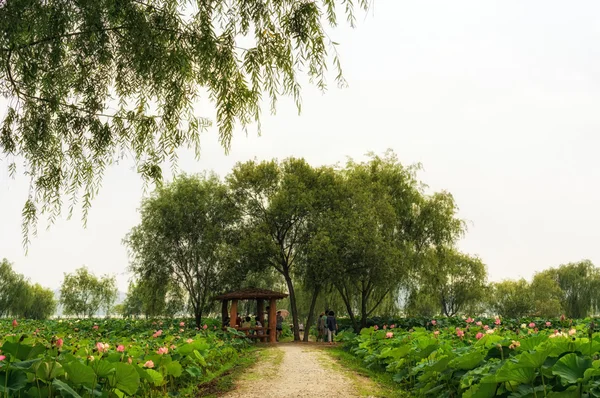 Lagoa de flores de lótus — Fotografia de Stock