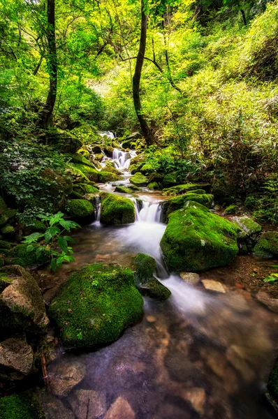 Mossy creek — Stock Photo, Image