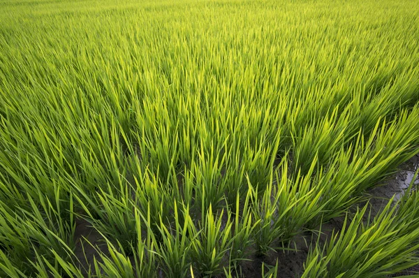 Rice Farm — Stock Photo, Image