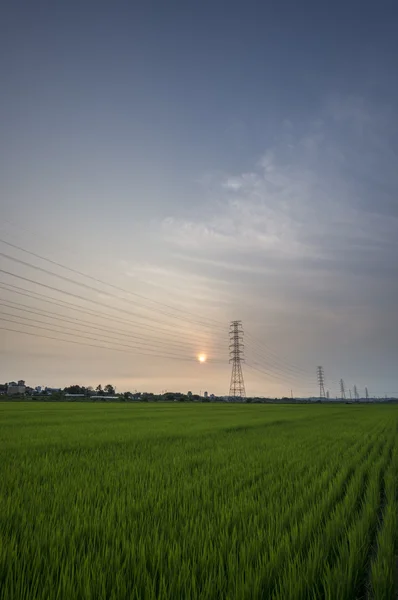 Solnedgång över ris gård — Stockfoto