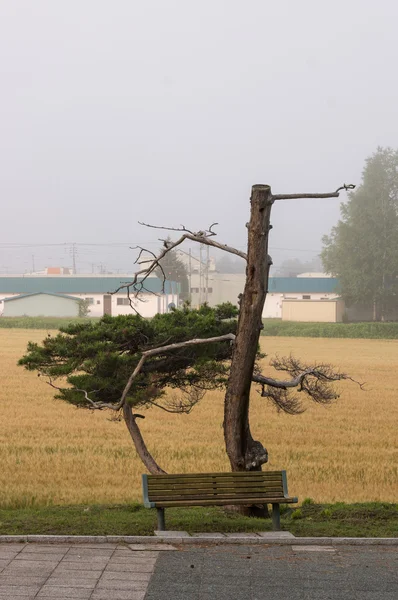 Korn fältet i dimma — Stockfoto