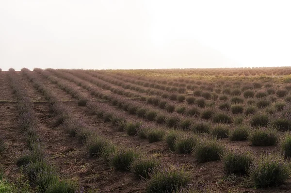 Fältet lavendel — Stockfoto