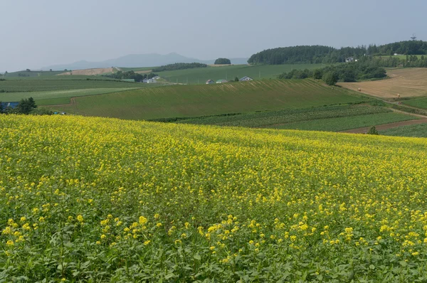 Květinové pole řepky — Stock fotografie