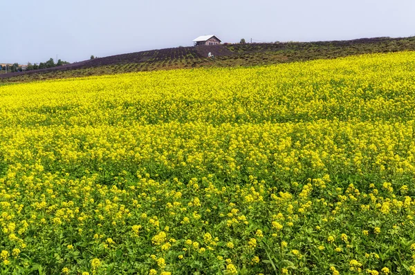 双低油菜籽花田 — 图库照片