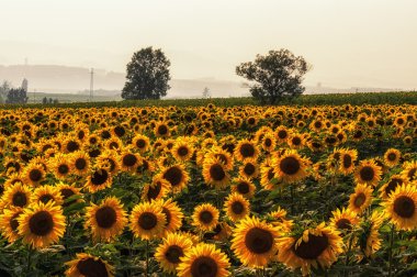 Sunflower farm clipart