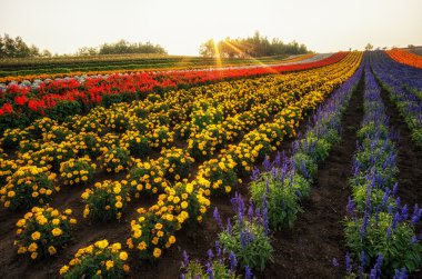 Japon çiçek çiftlik