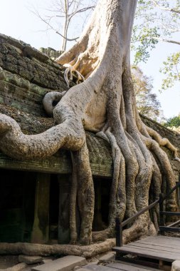 Ta Prohm