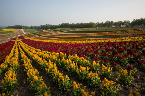 Japonské květinové farmy — Stock fotografie