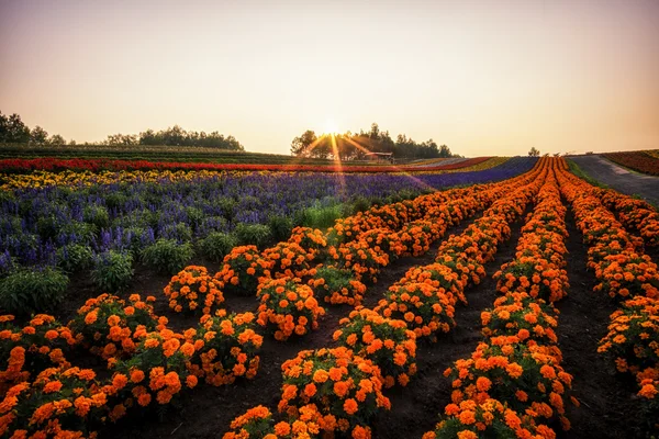 Granja flor japonesa — Foto de Stock