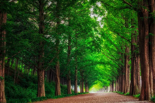 Damyang Metasequoia Road — Stock fotografie