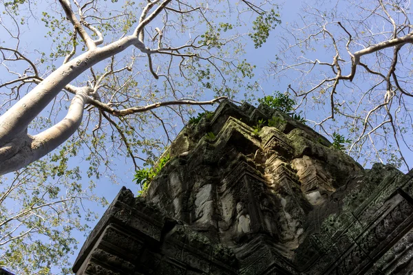 TA Prohm — стокове фото