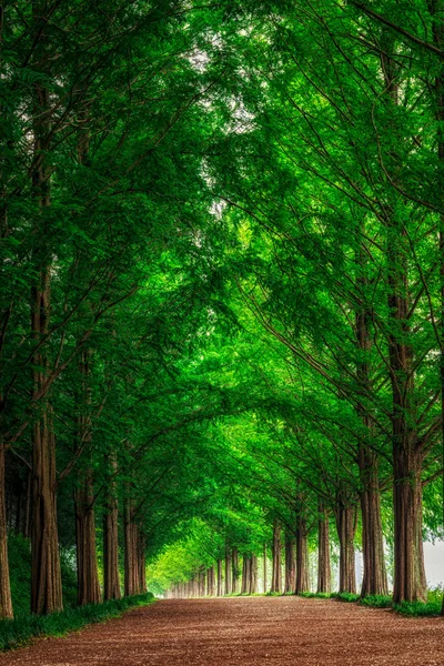 Metasequoia Road — стоковое фото