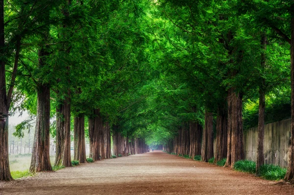 Damyang Meta Mammutbaum Straße — Stockfoto