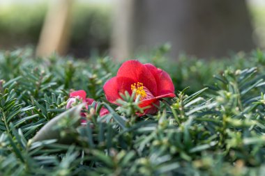 Camellia japonica