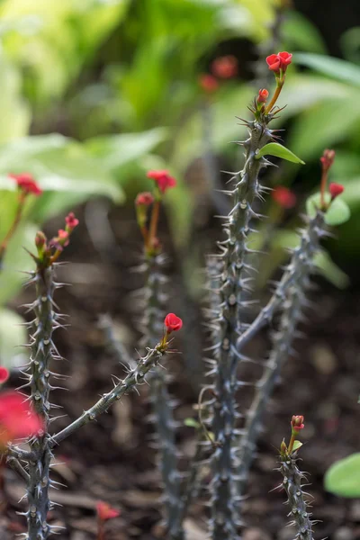 Euphorbia Milii — Foto Stock