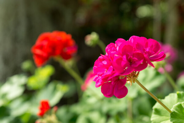 Розовый герань
