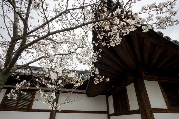 Fleur de cerisier dans la maison coréenne traditionnelle — Photo