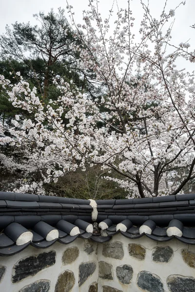 Fiore di ciliegio nella casa tradizionale coreana — Foto Stock