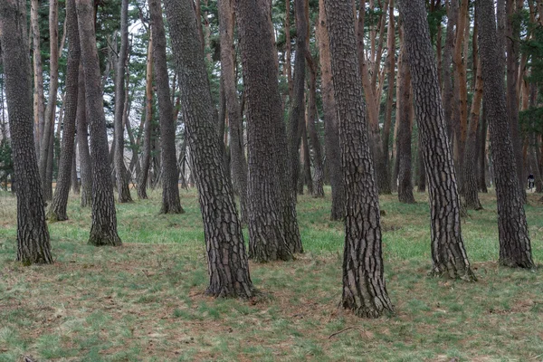 Foresta di pini — Foto Stock