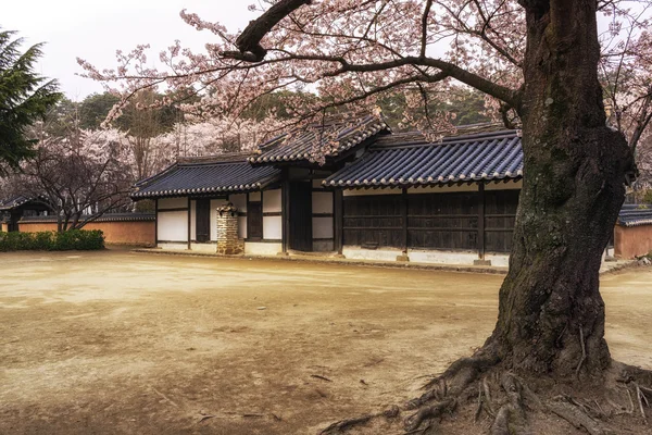 Casa coreana tradicional na primavera — Fotografia de Stock