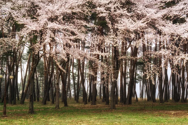 Fiori di ciliegio in pino — Foto Stock