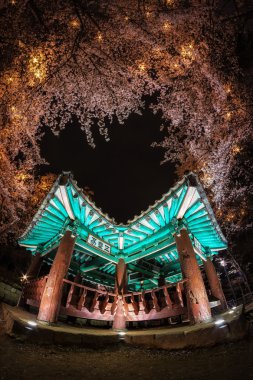 kiraz çiçekleri arasında Kore pagoda. 