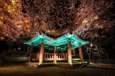 kiraz çiçekleri arasında Kore pagoda. 