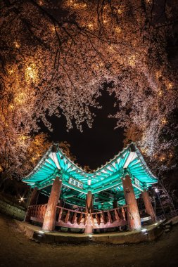 kiraz çiçekleri arasında Kore pagoda. 