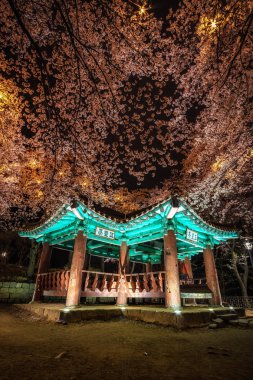 kiraz çiçekleri arasında Kore pagoda. 