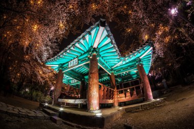 kiraz çiçekleri arasında Kore pagoda. 