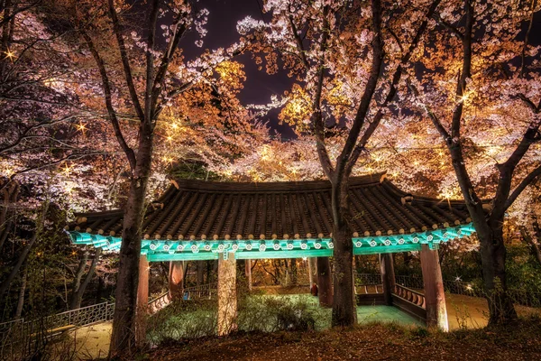 kiraz çiçekleri arasında Kore pagoda. 