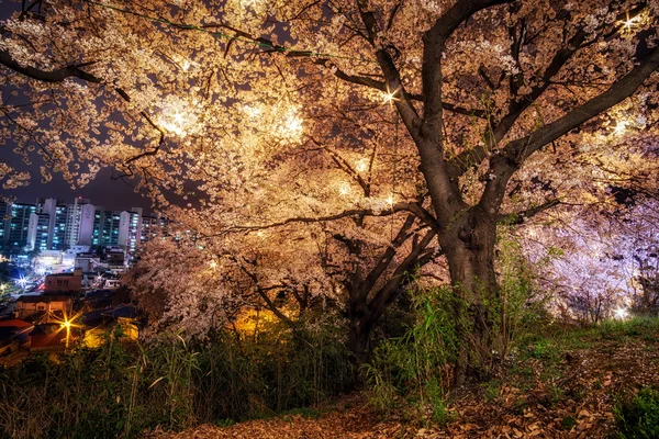 Цветущая сакура — стоковое фото