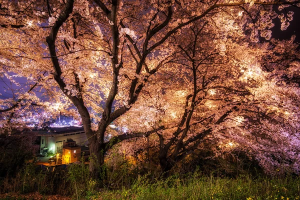 Alberi di ciliegio — Foto Stock