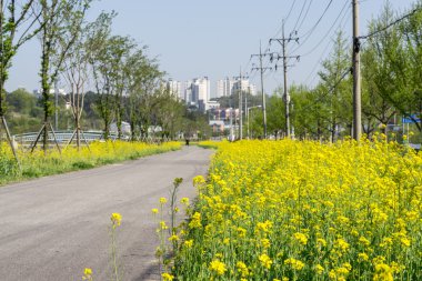 Kolza çiçekleri park tarafından