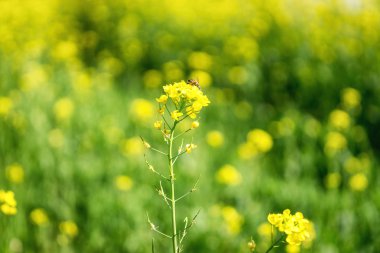 Bir tarlada kanola çiçekler