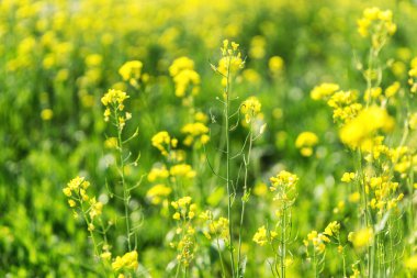 Bir tarlada kanola çiçekler