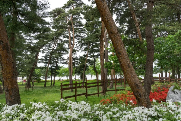 Gyeongpo Gölü Parkı