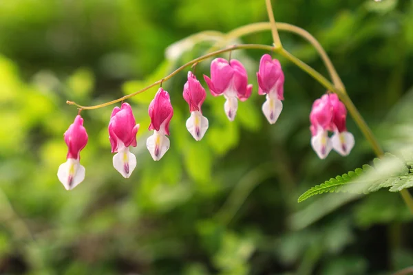 Blutendes Herz — Stockfoto