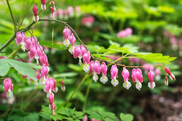 Blutendes Herz — Stockfoto