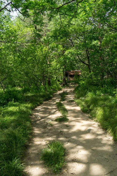 Lush forest with a hiking trail — Stock Photo, Image