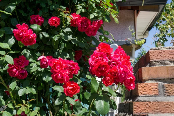 Rose rosse appendere fuori — Foto Stock