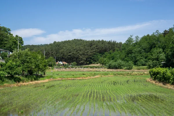 Jordbruk i Gangneung — Stockfoto
