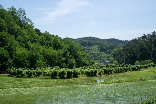 江陵市の農業 — ストック写真