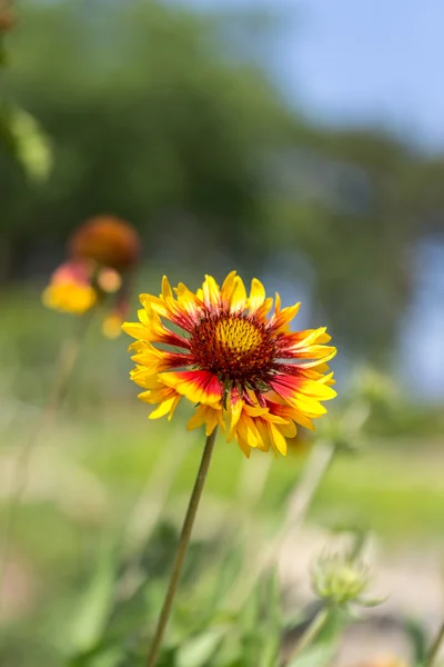 Inula britannica — Stock fotografie