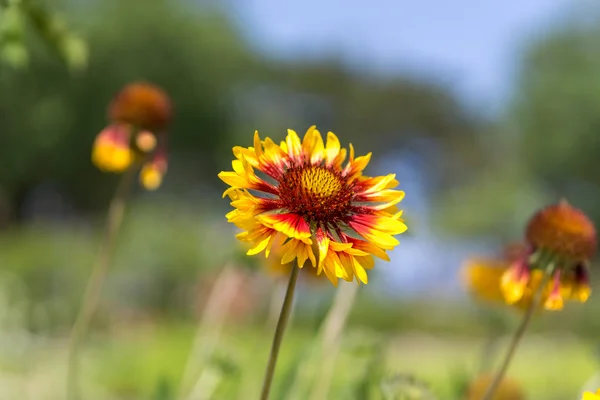 Inula britannica — Stock fotografie