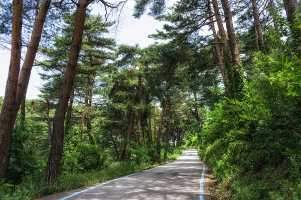 Bike trail in Pine tree forest — Stok fotoğraf