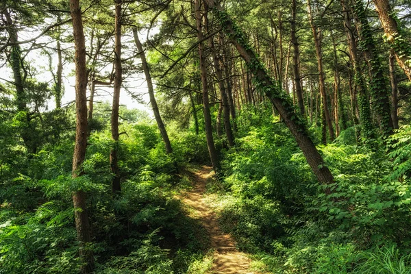 Petit sentier dans la forêt de pins — Photo