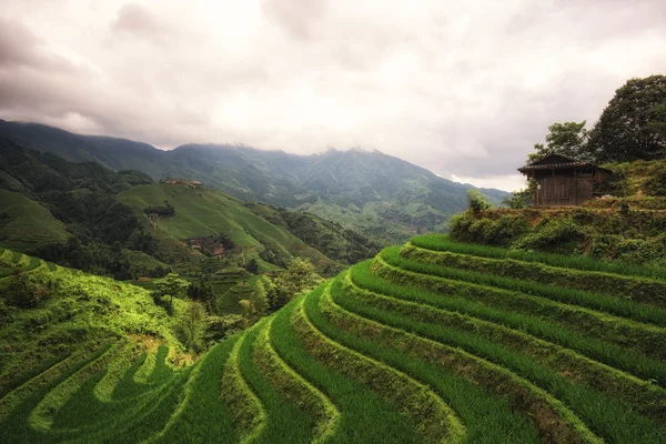 Longi rice terrace — Stock Photo, Image