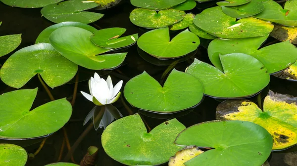 Pequena flor de lírio — Fotografia de Stock