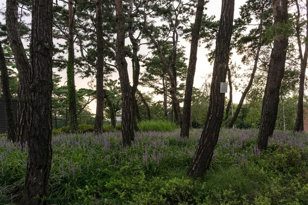 Paysage du parc Seonyudo — Photo